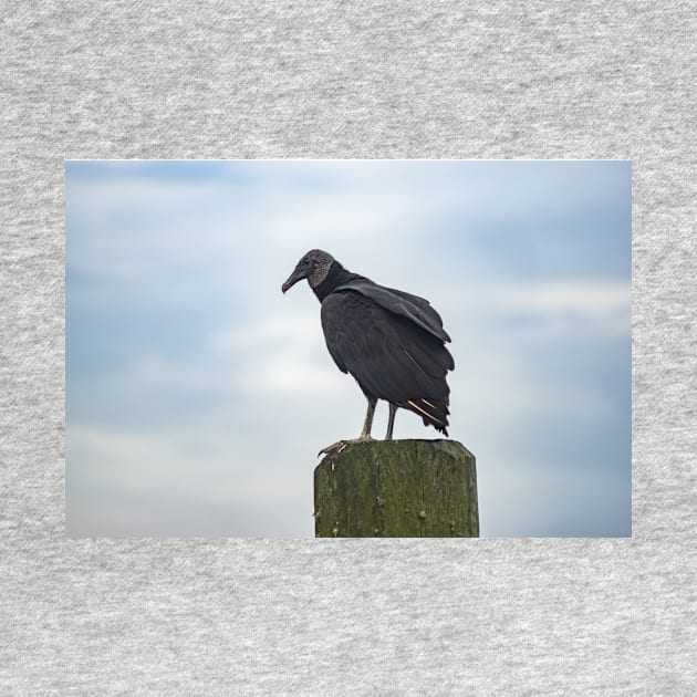 Turkey Vulture in Calabash by KensLensDesigns